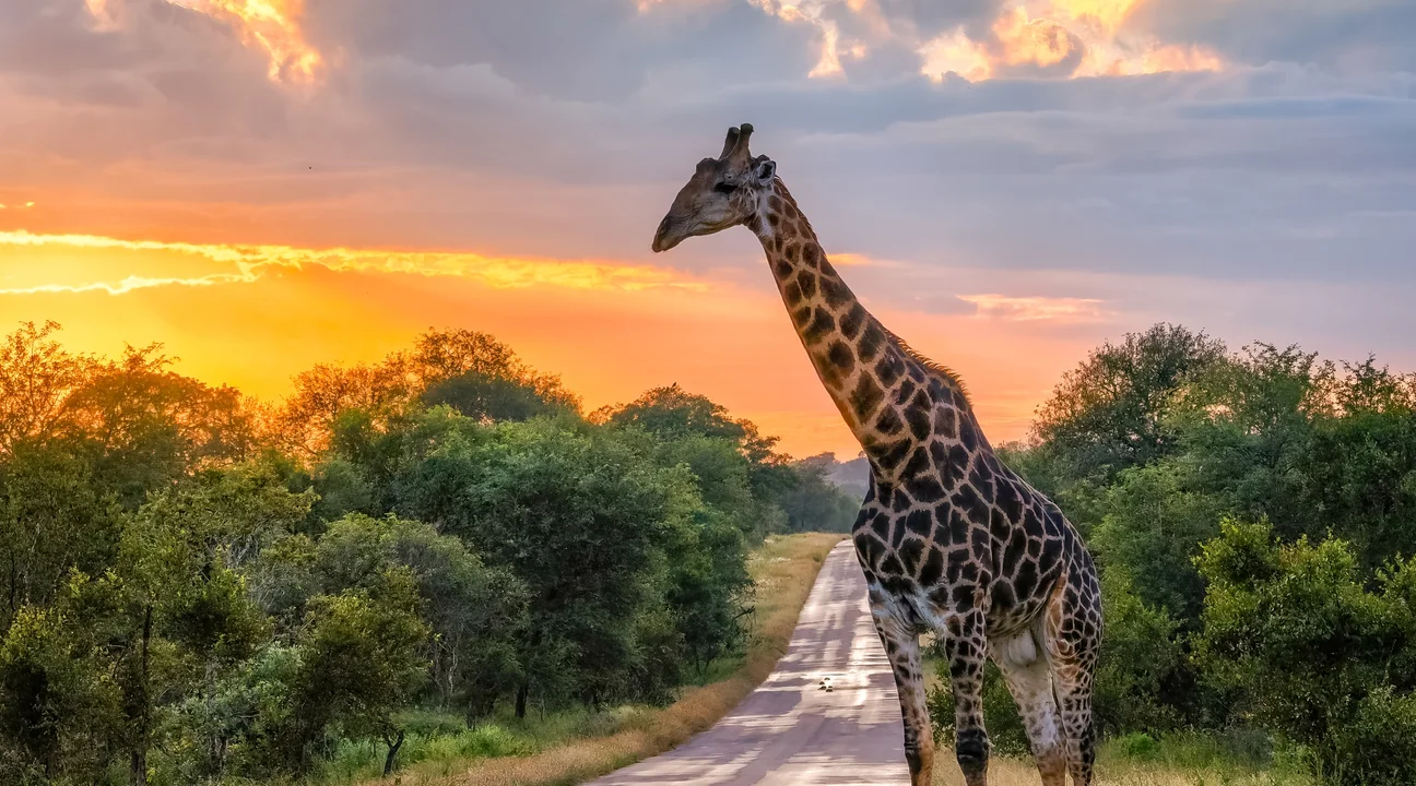 A giraffe in the savanna