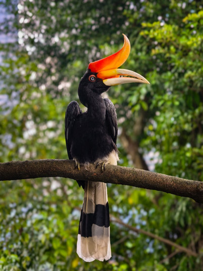 Hornbill on a branch